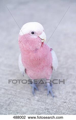 Stock Image - A Galah (Eolophus roseicapillus). Fotosearch
