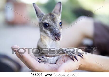 Stock Image - A person holding a Joey. Fotosearch