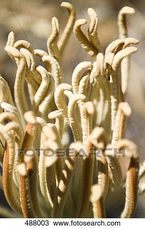 Plants View Large Photo Image Stock Image - Plants. Fotosearch