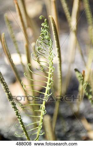 Stock Photo - Plants. Fotosearch