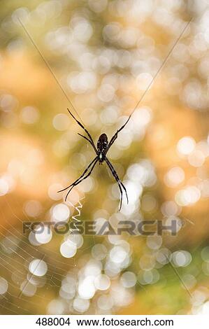 Spider in a cobweb View Large Photo Image Picture - Spider in a cobweb. Fotosearch