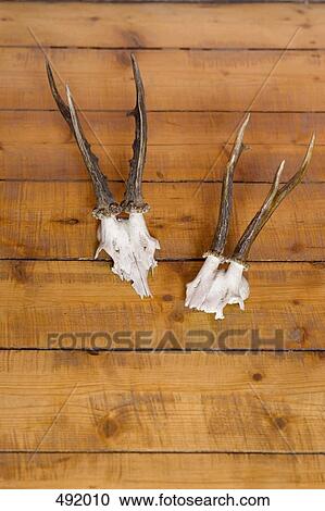 Two mountain goat skulls mounted on a wall View Large Photo Image Stock Image - Two mountain goat skulls mounted on a wall. Fotosearch
