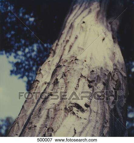 Detail of a tree trunk View Large Photo Image Stock Photo - Detail of a tree trunk. Fotosearch