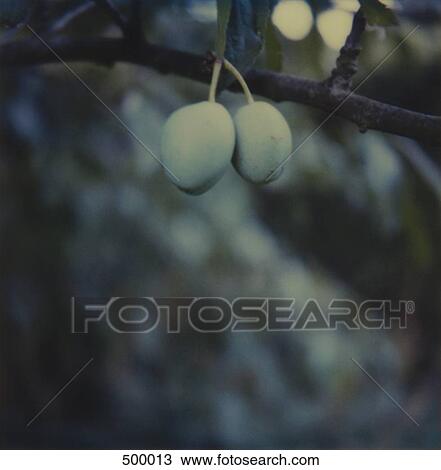 Stock Image - Detail of olives growing on a tree. Fotosearch