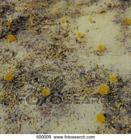 Melting snow around dandelion flowers and weeds View Large Photo Image Stock Photo - Melting snow around dandelion flowers and weeds. Fotosearch