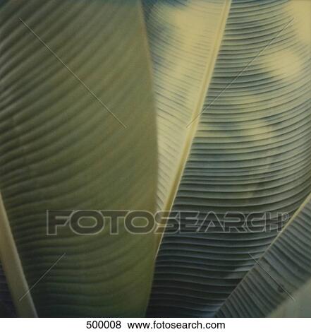 Palm leaves View Large Photo Image Stock Photo - Palm leaves. Fotosearch