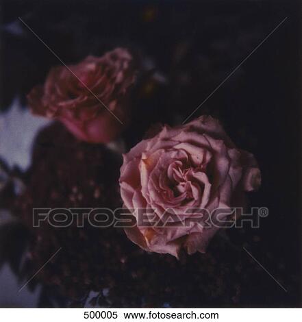 Pink roses at night View Large Photo Image Stock Photography - Pink roses at night. Fotosearch