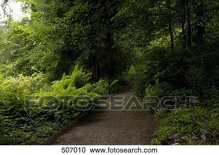 A path surrounded by trees and plants View Large Photo Image Stock Image - A path surrounded by trees and plants. Fotosearch