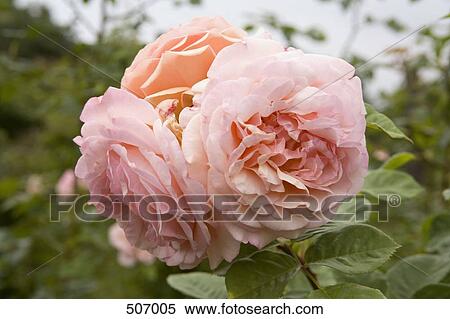 A pink rose View Large Photo Image Stock Photography - A pink rose. Fotosearch