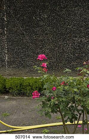 Pink rose bush and hose pipe View Large Photo Image Picture - Pink rose bush and hose pipe. Fotosearch