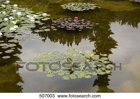 Water lilies on a pond View Large Photo Image Stock Image - Water lilies on a pond. Fotosearch