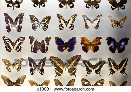 Butterflies in a museum display View Large Photo Image Stock Image - Butterflies in a museum display. Fotosearch