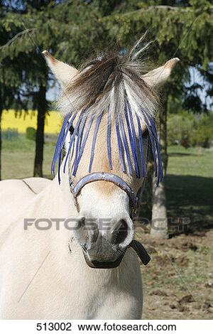 Stock Image - A horse wearing a leather fly mask. Fotosearch