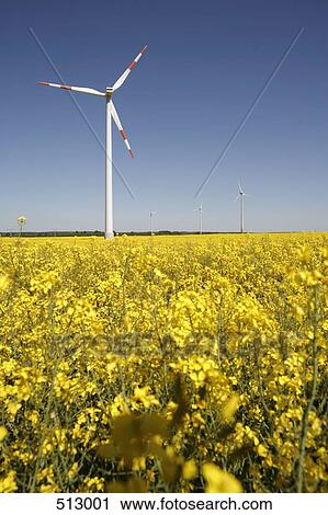 Wind turbines across fields of flowering oilseed rape (Brassica napus) View Large Photo Image Stock Image - Wind turbines across fields of flowering oilseed rape (Brassica napus). Fotosearch