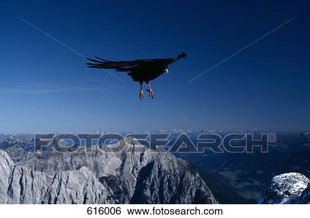 A bird flying above mountains View Large Photo Image Stock Photograph - A bird flying above mountains. Fotosearch