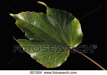Picture - A green leaf. Fotosearch
