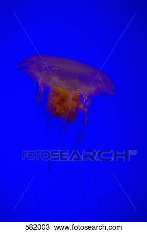A Jellyfish View Large Photo Image Stock Image - A Jellyfish. Fotosearch