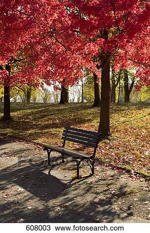 A park bench in autumn View Large Photo Image Stock Image - A park bench in autumn. Fotosearch