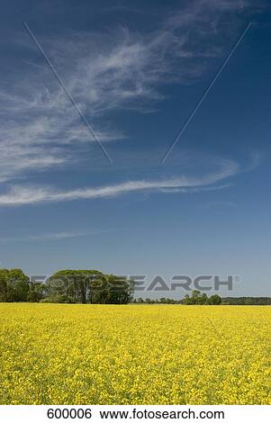 A rapeseed field View Large Photo Image Stock Photograph - A rapeseed field. Fotosearch