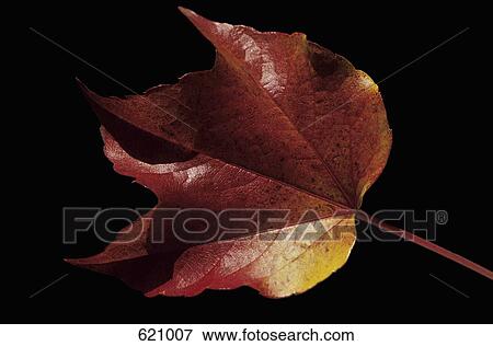 Stock Photo - A red leaf. Fotosearch