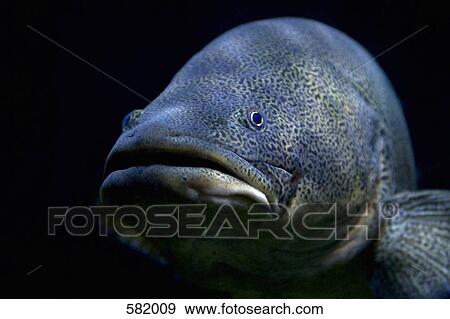 A tropical fish View Large Photo Image Stock Photo - A tropical fish. Fotosearch