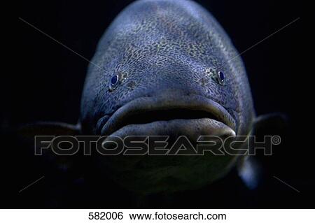 A tropical fish View Large Photo Image Stock Photograph - A tropical fish. Fotosearch