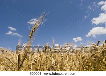 A wheat field View Large Photo Image Stock Image - A wheat field. Fotosearch