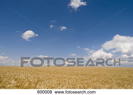 A wheat field View Large Photo Image Stock Photo - A wheat field. Fotosearch