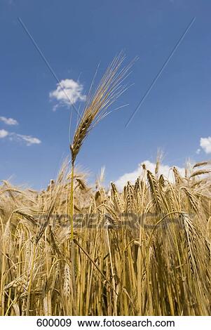 A wheat field View Large Photo Image Stock Photo - A wheat field. Fotosearch