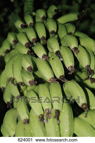 Bananas growing on a tree View Large Photo Image Stock Image - Bananas growing on a tree. Fotosearch