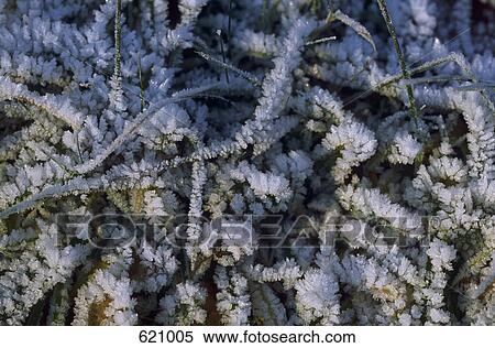 Frozen grass and leaves in winter View Large Photo Image Stock Photography - Frozen grass and leaves in winter. Fotosearch