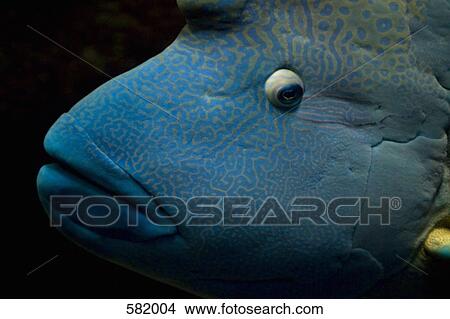 Humphead wrasse (Cheilinus undulatus) View Large Photo Image Picture - Humphead wrasse (Cheilinus undulatus). Fotosearch
