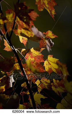 Leaves on a branch in autumn View Large Photo Image Picture - Leaves on a branch in autumn. Fotosearch