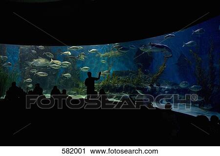 People looking at an aquarium View Large Photo Image Stock Image - People looking at an aquarium. Fotosearch