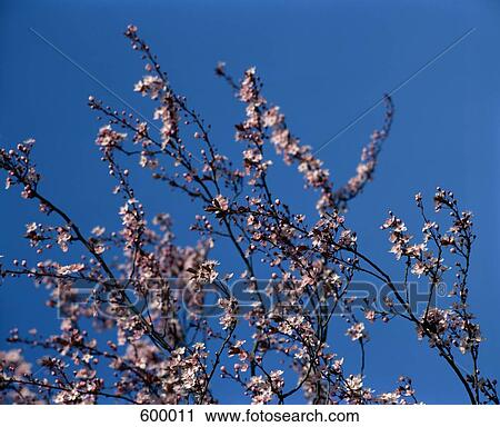 Stock Image - Pink flowers on a tree. Fotosearch