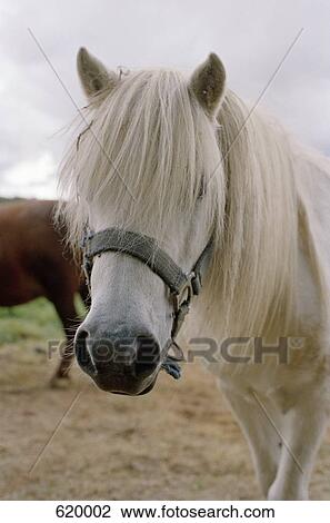 Portrait of a white horse View Large Photo Image Stock Image - Portrait of a white horse. Fotosearch