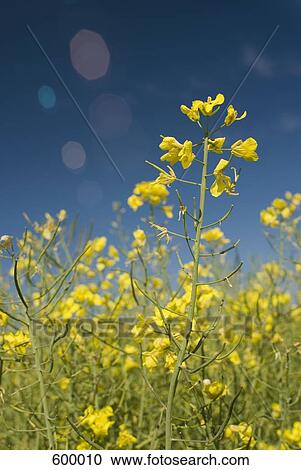 Rapeseed View Large Photo Image Stock Image - Rapeseed. Fotosearch