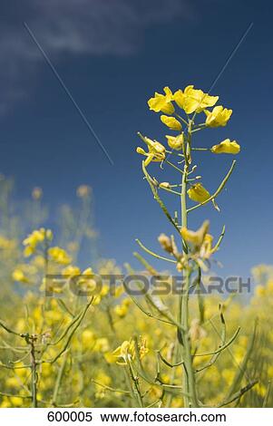 Rapeseed View Large Photo Image Stock Photography - Rapeseed. Fotosearch