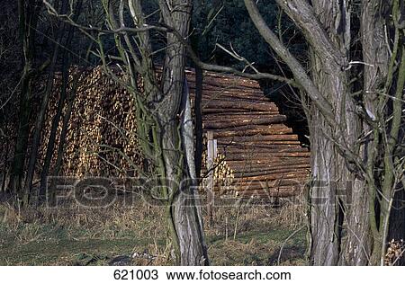 Stacked logs in Germany View Large Photo Image Stock Image - Stacked logs in Germany. Fotosearch
