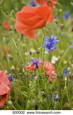 Wildflowers View Large Photo Image Stock Image - Wildflowers. Fotosearch