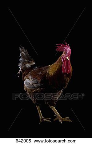 A Cockerel View Large Photo Image Stock Photography - A Cockerel. Fotosearch