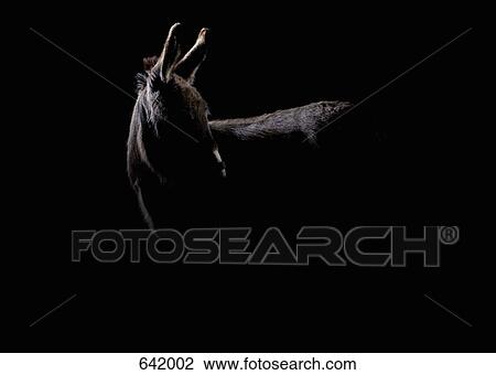 A Donkey View Large Photo Image Stock Image - A Donkey. Fotosearch