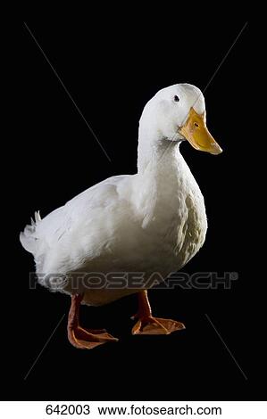 A Duck View Large Photo Image Stock Image - A Duck. Fotosearch