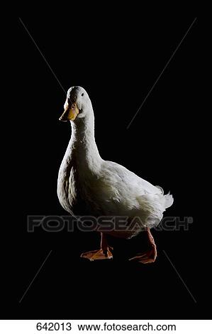 A Duck View Large Photo Image Stock Image - A Duck. Fotosearch