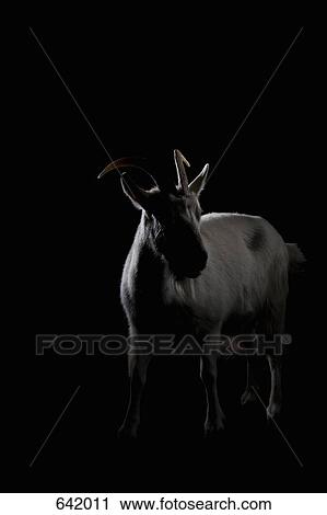 A Goat View Large Photo Image Stock Image - A Goat. Fotosearch