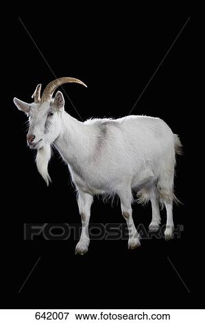 A Goat View Large Photo Image Stock Photo - A Goat. Fotosearch
