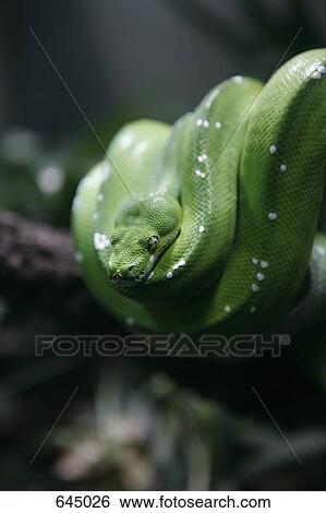 Stock Photograph - A green tree python (Morelia viridis) Berlin, Germany. Fotosearch