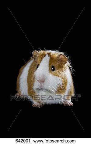 Stock Image - A Guinea Pig. Fotosearch