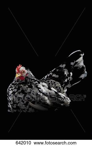 A Hen View Large Photo Image Stock Image - A Hen. Fotosearch