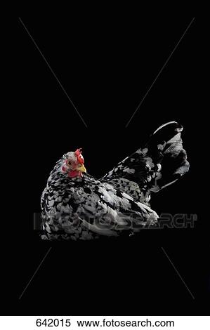A Hen View Large Photo Image Stock Photography - A Hen. Fotosearch